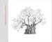 A Legacy of Ancient Oaks