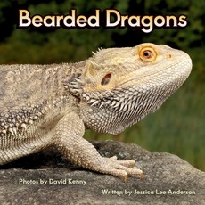 Bearded Dragons