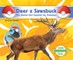 Deer X Sawsbuck: The Animal That Inspired the Pokémon