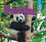 All About Pandas