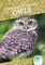 Fun Facts about Owls