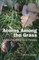 Acorns Among the Grass