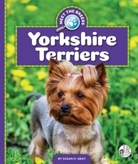 Yorkshire Terriers