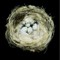 Nests