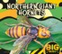 Northern Giant Hornet