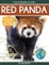 Red Panda