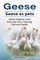 Geese. Geese as pets. Geese Keeping, Care, Pros and Cons, Housing, Diet and Health.