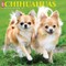 Just Chihuahuas 2022 Wall Calendar (Dog Breed)