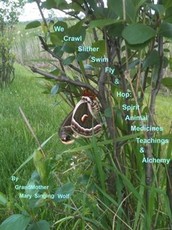 We Crawl Slither Swim Fly & Hop:Spirit Animal Medicines Teachings & Alchemy