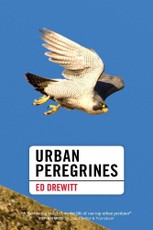 Urban Peregrines