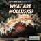 What Are Mollusks?