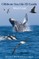Offshore Sea Life ID Guide