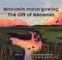 Mnoomin Maan'gowing / The Gift of Mnoomin]