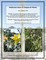 Medicinal Uses of Chaparral Plants