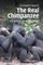 Real Chimpanzee
