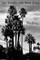 The Trouble with Palm Trees
