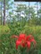 St. Marks National Wildlife Refuge Comprehensive Conservation Plan