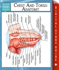 Chest And Torso Anatomy (Speedy Study Guide)