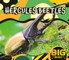 Hercules Beetles
