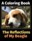 The Reflections of My Beagle