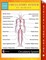 Circulatory System Of Humans Speedy Study Guides