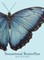 Sensational Butterflies