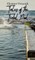 Tales of the Tidal Pool