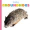 Baby Groundhogs
