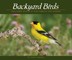Backyard Birds