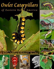 Owlet Caterpillars of Eastern North America