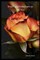 Roses are Perfect and so are You