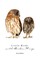 Little Birds with Broken Wings
