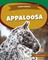 Appaloosa