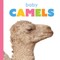 Baby Camels