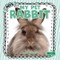 My Pet Rabbit