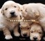 Newborn Puppies