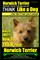 Norwich Terrier, Norwich Terrier Training AAA AKC - Think Like a Dog But Don't Eat Your Poop!