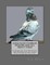 Long Faced Tumbler Pigeons and All About Them