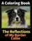 The Reflections of My Border Collie
