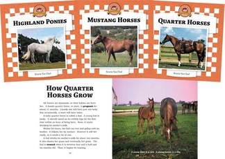 Horses Set 2 (Set)