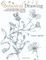 Botanical Drawing