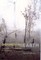 Deforesting the Earth