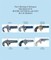 Collecting Of Deringers: Manufactured By Moore, National And Colt