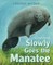 Slowly Goes the Manatee