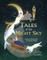Tales of the Night Sky