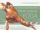 Key Muscles of Yoga