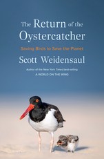 Return of the Oystercatcher