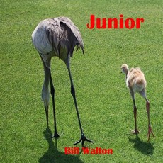 Junior