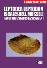 Leptodea leptodon (Scaleshell Mussel) Rangewide Status Assessment