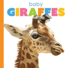 Baby Giraffes